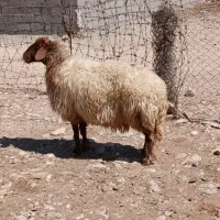 میش‌داشتی‌جوان‌