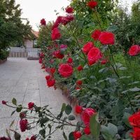 اجاره باغ ویلا|اجارهٔ کوتاه‌مدت ویلا و باغ|مشهد, توس (بلوار توس)|دیوار