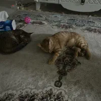 واگذاری دو عدد گربه ۴ ماهه با تمام وسایل