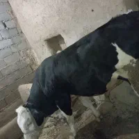 گاو نر قصابی|حیوانات مزرعه|دیواندره, |دیوار