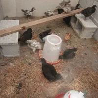 مرغ و خروس نیمچه