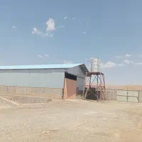 اجاره گاوداری 200 راسی|اجارهٔ دفتر صنعتی، کشاورزی، تجاری|شیروان (لرستان), |دیوار