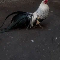 خروس فونیکس