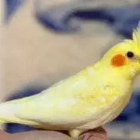 عروس هلندی دستی  ماده زعفرونی