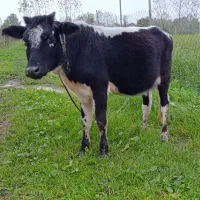 لیشه فروشی|حیوانات مزرعه|گوراب زرمیخ, |دیوار