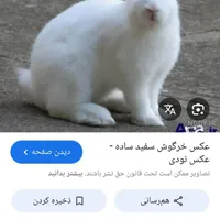 خرگوش سفید نر