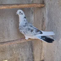 کبوتر