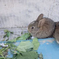 بچه خرگوش|موش و خرگوش|برازجان, |دیوار