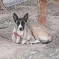 سگ مالینویز ماده 1ساله