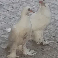جوجه کفتر پاپر تزیینی یک ماهه