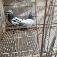 جفت سینه سبز