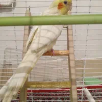 سلام عروس نره