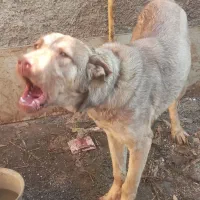 توله عراقی پسر ارتش قهرمان|سگ|بهارستان, |دیوار