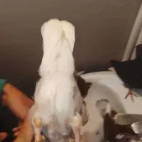 دوتا جوجه یکی گاشانی یکی دوم سفید|پرنده|خرمآباد, |دیوار