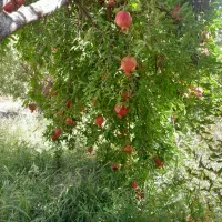 انار عروسک رباب|خوردنی و آشامیدنی|کوهنجان, |دیوار