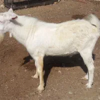 نربز سانن|حیوانات مزرعه|ارسنجان, |دیوار