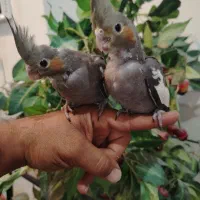 جوجه عروس دستی