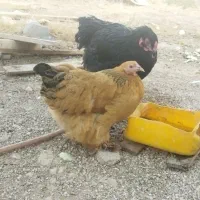 مرغ وخروس برهما|حیوانات مزرعه|شیراز, جمال آباد|دیوار