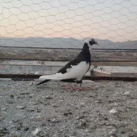 کفتر پرنده|پرنده|بجنورد, |دیوار