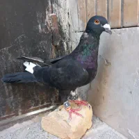 کفتر قره زاغ آلمانی نر
