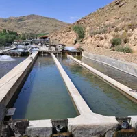 ماهی قزل آلا