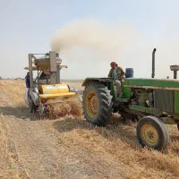 فروش کاه گندم تعداد بالا مستقیم از تولید کننده|حیوانات مزرعه|گنبد کاووس, |دیوار