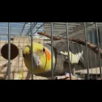 عروس هلندی نر سخنگو رام رام با قفس