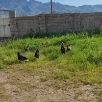 مرغ فروشی،تخم گذار