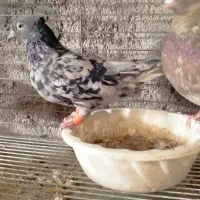 کفتر  نقش   دمسفید    قره سوری|پرنده|یزد, |دیوار
