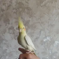 عروس هلندی ماده لوتینو