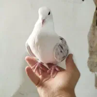 کفتر فروشی|پرنده|قم, علی آباد سعدگان|دیوار