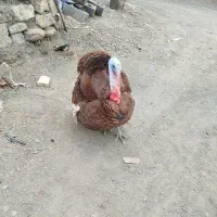 بوقلمون نر|حیوانات مزرعه|سنندج, |دیوار