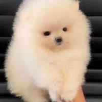 سگ پامرانین بوفیس خرسی عروسکی