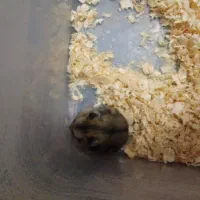 همستر|موش و خرگوش|نسیمشهر, |دیوار