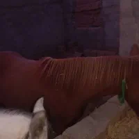 اسب|اسب و تجهیزات اسبسواری|نجفآباد, قلعه سفید|دیوار