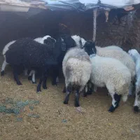 گوسفند  بره نر