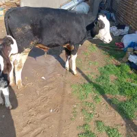 گوساله سیمنتال نر