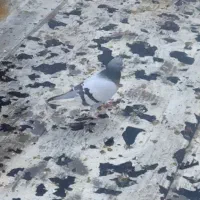 کبوتر جمعن ۲ تومن