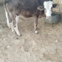 گوساله ماده فروشی|حیوانات مزرعه|باغ ملک, |دیوار