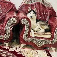 واگذاری هاسکی شناسنامه دار