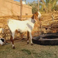 نری چاق پاکستانی مناسب کشتن و تخمی گوسفندا