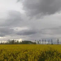 فروش فوری زمین