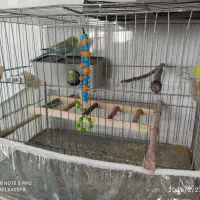 مرغ عشق|پرنده|سردشت, |دیوار