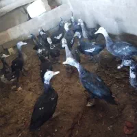 اردک اسرائیلی|حیوانات مزرعه|صحنه, |دیوار