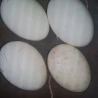 تخم اردک وقوغاز ایرانی و خارجی|حیوانات مزرعه|علی‌آباد کتول, |دیوار