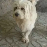 سگ گمشده شیتزو سفید و کرم رنگ