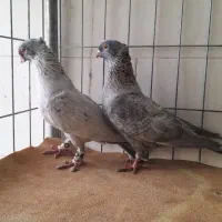 پرنده|حیوانات|نیشابور, پنجراه|دیوار