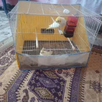 عروس هلندی