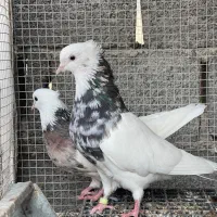 طوقی زرین عنابی