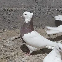 کفتر طوقی سرخ
